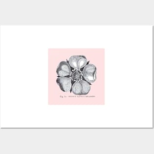 Figure 5 - Perfect Flower, Enlarged on pink background Posters and Art